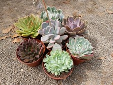 Echeveria Collection Of 7 In 12cm Pots As. photo Or Similar
