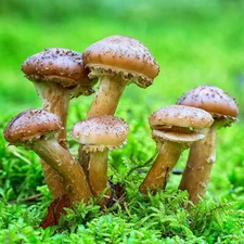 Honey Mushroom (Armillaria mellea) Liquid Culture