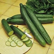 Cucumber Seeds , Long Green Improved Cucumber Seeds, Non-GMO ," COOL BEANS N SPR
