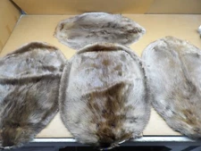 Professionally soft tanned XL beaver hide in Rug form/crafts/taxidermy