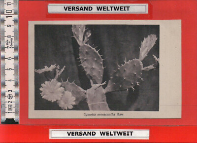 Otto Stoye: Opuntia monacantha Haw. [BL0109] 