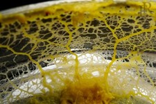 Blob Yellow Slime Mold,real physarum polycephal springtail food
