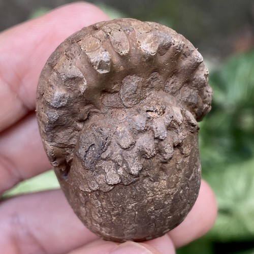 53GR AMAZING FULL SUTURE PERMIAN ROUND BULK AMMONITE FOSSIL MOLLUSCA - Picture 2 of 18