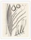 Palm Tree (Syagrus Cocoides Mart.) - Vintage Botanical Illustration 1858