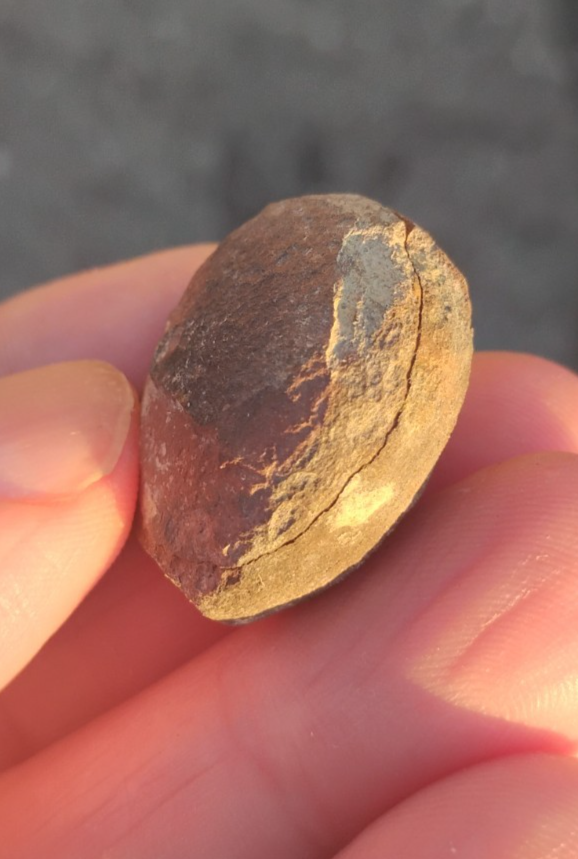 PREHISTORIC DINOSAUR SEA-CREATURE'S FOSSILIZED (STONE) COPRALITE (POOP ...