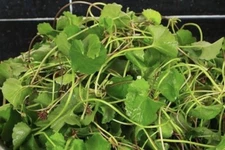 300+ Rau Ma, Centella Asiatica seeds, Gotu Kola Indian Pennywort Brahmi