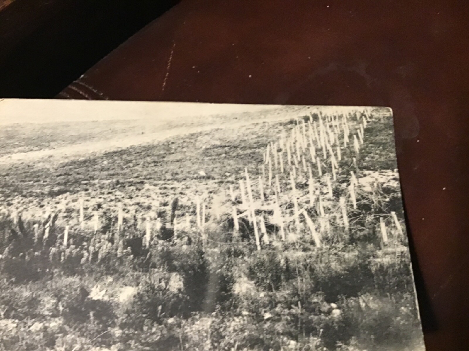 Picture 3 of 6