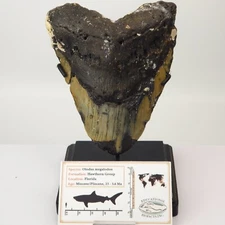 Megalodon 5.36" Fossil Shark Tooth w/Display Stand and Card - Atlantic Coast, SC