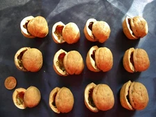 Lot of 12 One Dozen Walnut Shell Pairs Halves Art Crafts Walnuts Shells Whole