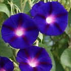 🌺Morning Glory Vine Seeds. 20 Pack🌺