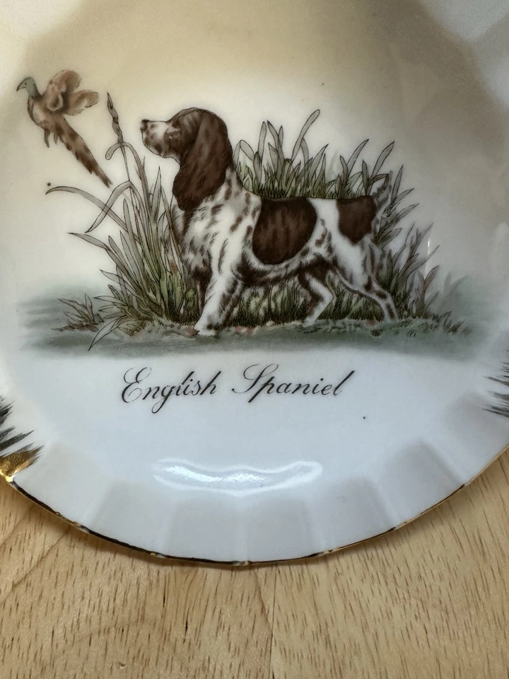Cenicero vintage inglés Springer Spaniel porcelana atrapar todo anillo plato perro Foto 3 de 4