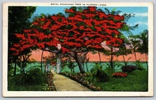 Vintage Linen Royal Poinciana Tree Florida Postcard F202 Scenic View AA95