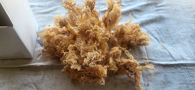 Premium Wildcrafted Sea Moss   100% Authentic from St. Lucia