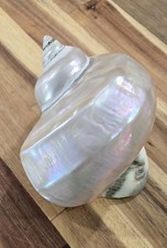 Large Natural Turbo Marmoratus - Mother Of Pearl Seashell Beautiful