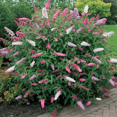 buddleia buddleja bushes tricolour strauch busch blueten davidii fragrant colorful shrub honeycomb combining solitary cultivars dekorativer