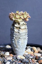 Euphorbia ALFREDII, exotic caudex madagascar succulent rare bonsai seed 10 seeds