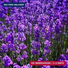 3800 Fragrant Lavender Seeds for Planting - Perennial Purple Flowers for Garden