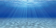 Ocean Floor Background Undersea Theme Aquarium Background Sunshine Underwater Wo