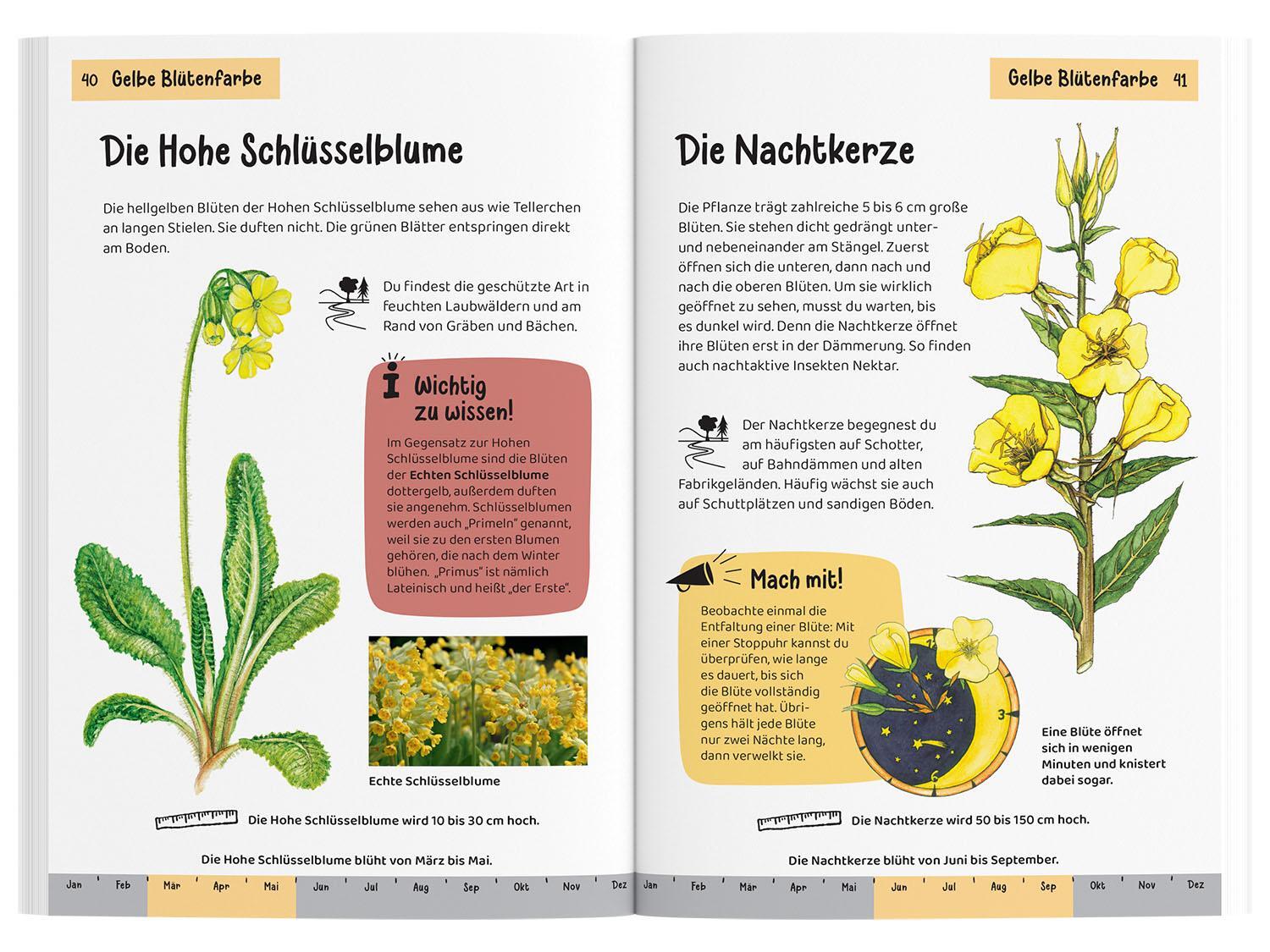 Thumbnail - Was Blüht Denn Da? Kindernaturführer Ursula Stichmann-marny