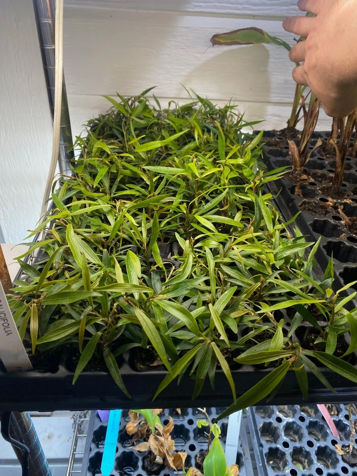 Higo hoja de sauce (Ficus salicifolia) - planta TC/enchufe - 1-3 pulgadas - ¡¡bonsái!!! Foto 2 de 4