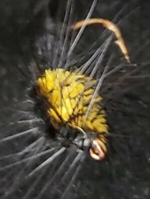 FLY FISHING FLIES NYMPH MONTANA STONE YELLOW SIZE 4