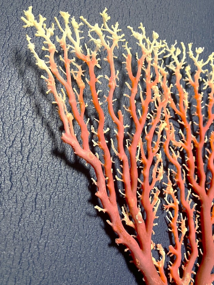 Japanese natural red coral Gemstone eBay