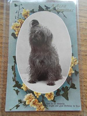 Vintage Geburtstagspostkarte sehr guter Zustand süß Yorkshire Terrier Hund Welpe Echtfoto