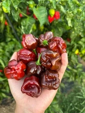 Chocolate Scotch Bonnet Pepper Seeds 