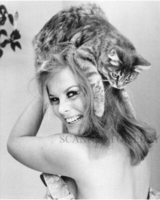 Ann Margaret cute CAT art photo actress picture nature kitten animal print Z8