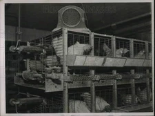 1937 Press Photo Chicken Farm In Chicago - neb63111