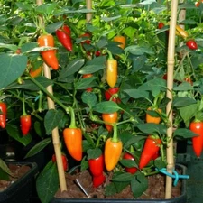 25 SANTA FE GRANDE PEPPER SEEDS ~ heirloomseedguy ~ 2026 ~ NON-GMO