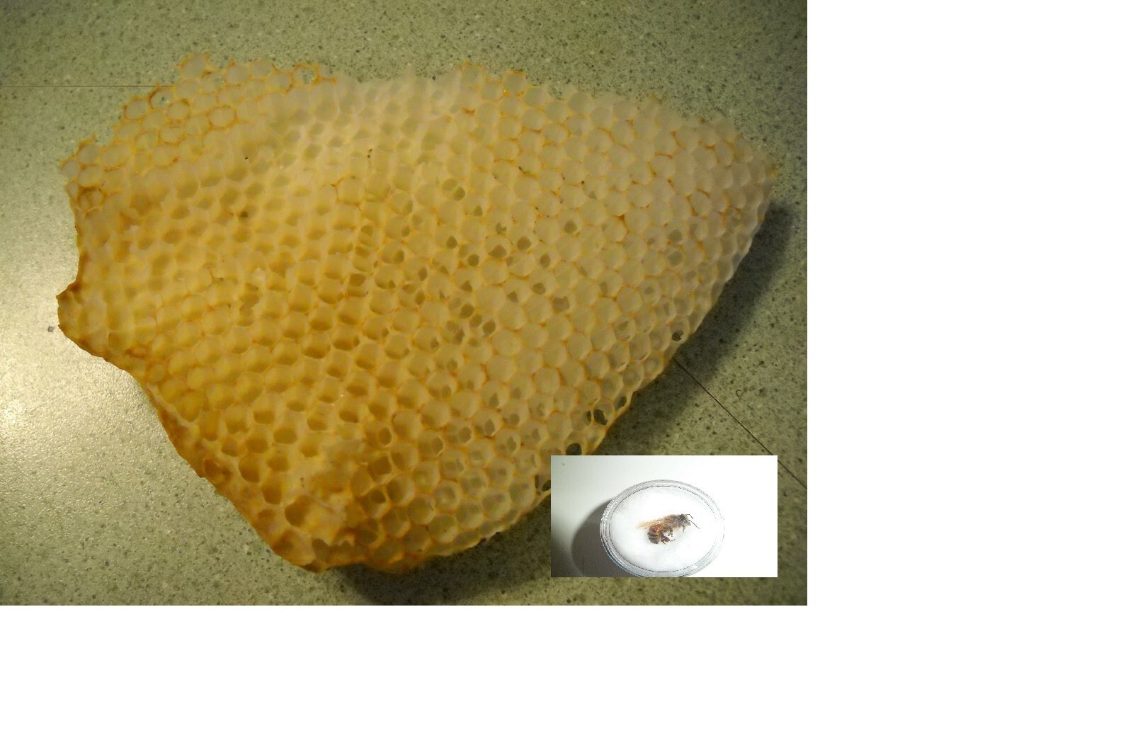 1 Freshly Dried Real USA Honeybee Natural Honeycomb + 12 Free Bees