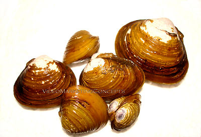 5 Live Freshwater Clams Pond Aquarium Filter Feeder Water Clarifier Captive Bred