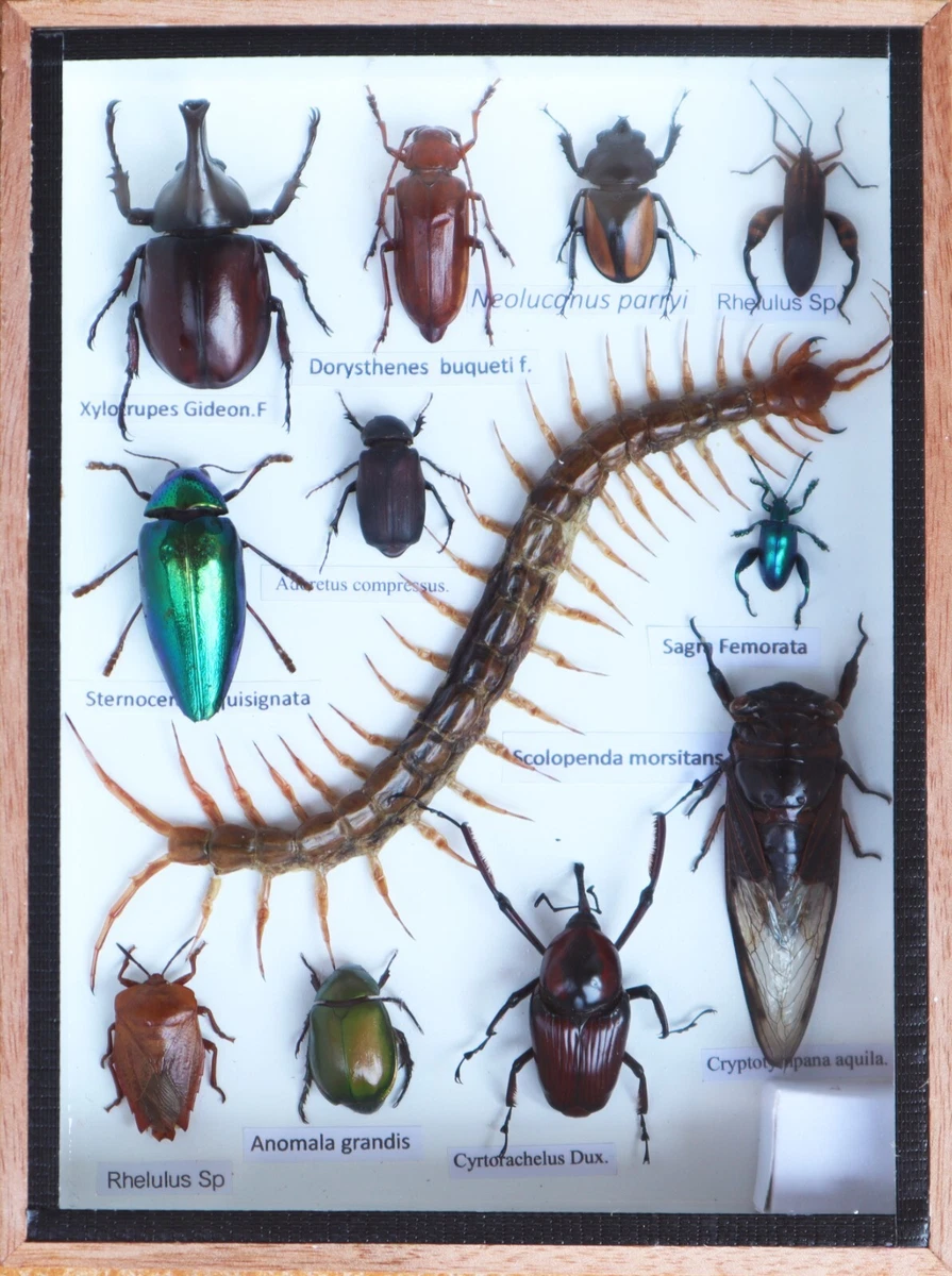 Beetle Collectibles for sale | eBay