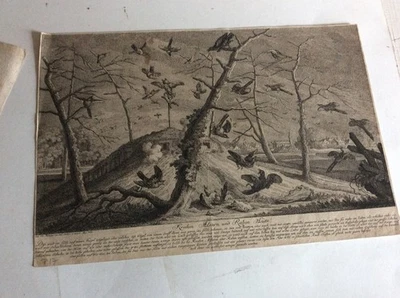 "Kraehen Aelstern und Raben Hütte",Kupferstich von Joh.Elias Ridinger 1750 RNT - Bild 1 von 2