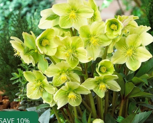 HELLEBORE Snow Love Winter Magic. Rooted Live Plant.  Helleborous.  Rare.
