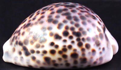 Cypraea Tigris Hawaiian Tiger Cowry Seashell Medium Size 82.55mm (Z)