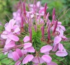 Beautiful Virgo Butterfly Flower Seeds 100 Seeds --BUY 4 ITEMS FREE SHIPPING