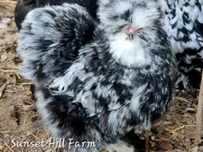 Silkie Hatching Eggs Mottled 6, Satin, Showgirl, Frizzle NPIP & AI Clean
