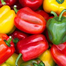 California Wonder Pepper Seeds, Sweet Bell, Non-GMO, High Yield, Free Shipping