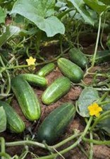 CUCUMBER SEED, MARKETER, HEIRLOOM, NON GMO, 50 SEEDS, GARDEN CUCUMBER