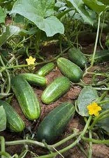 CUCUMBER SEED, MARKETER, HEIRLOOM,  NON GMO, 50 SEEDS, GARDEN CUCUMBER