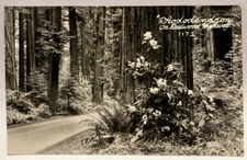 RPPC Rhododendron on Redwood Highway, California CA Vintage Real Photo Postcard