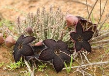 Tridentea geminiflora (fattoria di Portfontein) Stapelia, litopi, huernia.