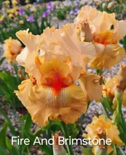Tall Bearded "Fire And Brimstone" Fresh and Healthy