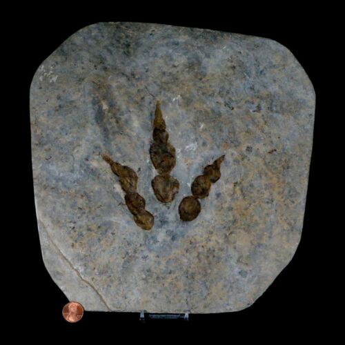 4.6" Grallator Variabilis Dinosaurs Tracks Foot Prints Jurassic Age France COA - Picture 3 of 8