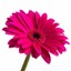 picturethiscsra-4