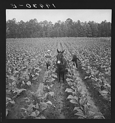 #ad Photo:North Carolina Putting in tobacco. Shoofly $12.99