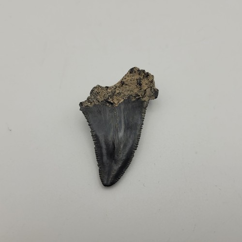 Fossil Megatooth Shark Tooth Carcharocles megalodon chubutensis Otodus - Picture 5 of 8