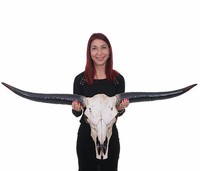 Deko SchäDel 132Cm MCW-A14, Polyresin Stier Bulle, In-/Outdoor Natur